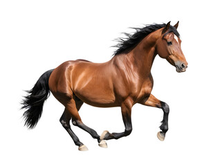 Obraz premium Full Shot of a Brown Horse in Motion Against Transparent Background
