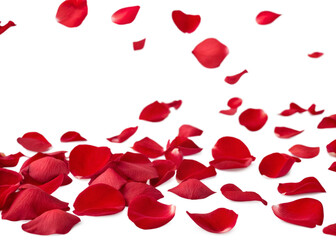 rose petals isolated on white, transparent png
