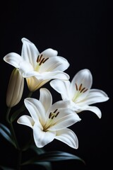 Three white lilies in a black vase.