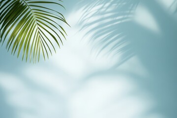 Tropical palm leaf shadow on blue wall backdrop