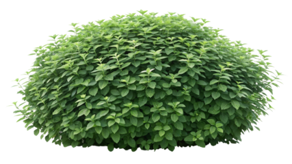 Green Bush, Spherical Shape, Isolated on Transparent Background, Plant, Nature, bush, shrub, foliage