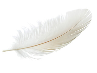 Obraz premium Isolated White Feather