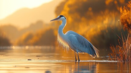 Naklejka premium Graceful heron stands in golden light at sunrise, a peaceful moment of nature in the marsh