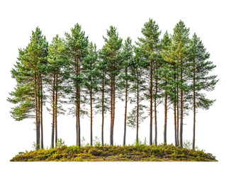 Isolated Row of Pine Trees