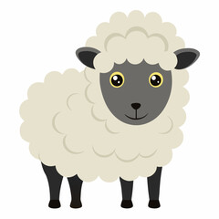 illustration of sheep