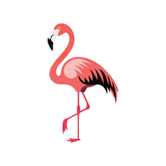 Pink Flamingo Illustration