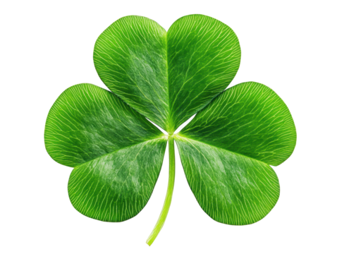 Isolated Green Shamrock Clover Leaf