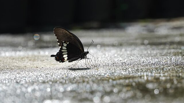 Closeup Thai black butterfly on ground