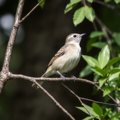Fototapeta premium A small sparrow perched on a slender branch