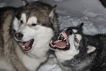 Spielende Hunde im Schnee im Winter