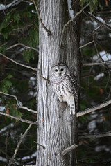 A barred owl sits perched in a tree along the edge of a forest