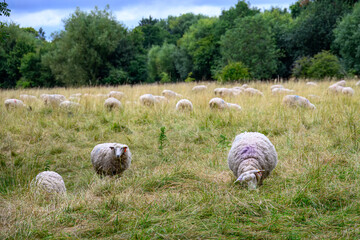 flock of sheep grazing in a field