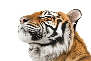 Tiger's Gaze: A captivating close-up of a majestic tiger's head, showcasing its striking orange and black stripes, piercing eyes, and powerful presence. The tiger's gaze is intense.