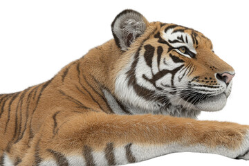 Bengal tiger isolated on white background showcasing its striped fur and fierce eyes
