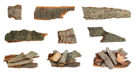 brown beech bark with visible details	