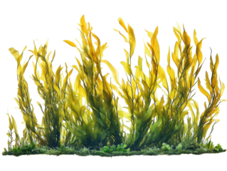 Isolated Seaweed Underwater