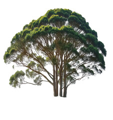 Large isolated tree with green leaves on a white background