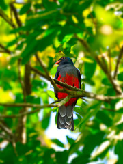Massena Trogon in the forest of Tikal, Guatemala