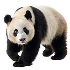 Fototapeta premium Panda.