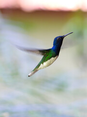 Hummingbird in Mountain Pine Ridge Forest Reserve, Belize