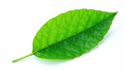 Obraz premium Single vibrant green cocoa leaf, crisp detail, isolated , tropical, cocoa leaf, detail
