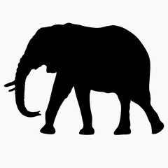 Fototapeta premium Black silhouette African bush elephan isolated on white