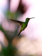 Hummingbird in Mountain Pine Ridge Forest Reserve, Belize