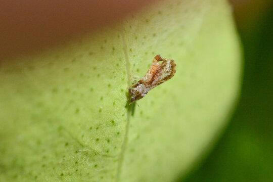 Asian citrus psyllid (Diaphorina citri) spreads citrus greening disease in citrus groves. Macro close-up of asian citrus psyllid insect on key lime leaf in Florida. Huanglongbing disease vector.
