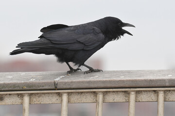 Fish Crow caws from a wooden railing. Fish Crow (Corvus ossifragus) calls with a soft, nasal voice. Fish Crows live along coasts and rivers and are expanding north due to climate change.