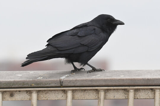 Fish Crow (Corvus ossifragus) perched on a boardwalk railing at Coney Island. Fish Crows are black songbirds that live along rivers and coasts in Eastern North America. White background.