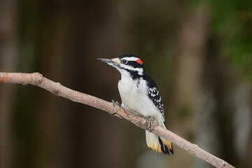 Cute colorful Hairyy Woodpecker bird sits perched on a branch at the edge of a forest