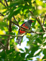 Massena Trogon in the forest of Tikal, Guatemala