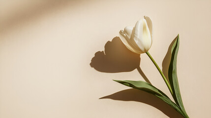 Fototapeta premium Single white tulip on beige background, cast in sunlight, creating a soft shadow.