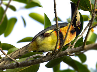 Collared Arcari in the Tikal Forest, Guatemala