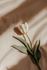 Obraz premium Single white tulip on beige background. Soft light and shadows create a serene and elegant atmosphere.