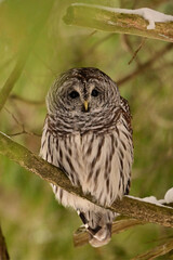 A barred owl sits perched in a tree along the edge of a forest