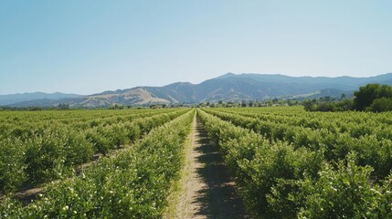 Fototapeta premium Serene Spring Scene in a Blossoming Orchard with White Buds and Path - Cinematic Ultra-Detailed Image of Nature Beauty
