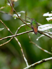 Hummingbird in Mountain Pine Ridge Forest Reserve, Belize