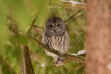 A barred owl sits perched in a tree along the edge of a forest