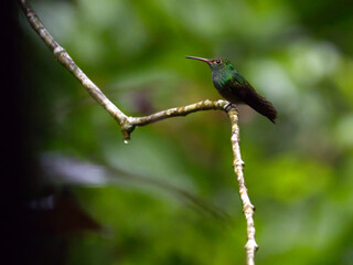 Hummingbird in Mountain Pine Ridge Forest Reserve, Belize