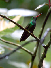Hummingbird in Mountain Pine Ridge Forest Reserve, Belize