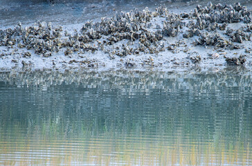 Oyster Reef Reflects into Water at Low Tide in a Salt Marsh