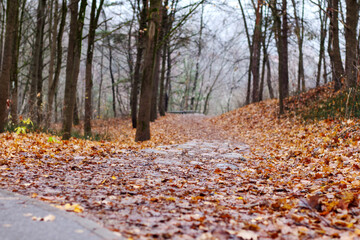 
A forest road covered with fallen autumn leaves and a view of an avenue of trees in the distance.
