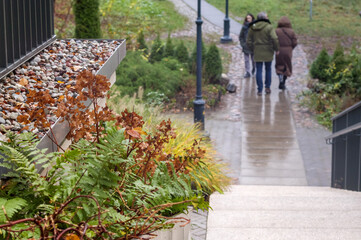 Obraz premium A rain-soaked garden with concrete steps where two people walk away while a third remains in sight.