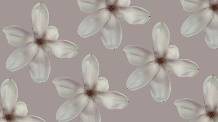 A seamless pattern featuring multiple white magnolia flowers arranged symmetrically against a soft mauve background. 