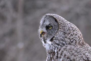 Close up side view portrait of a Great Grey Owl with mouth open 