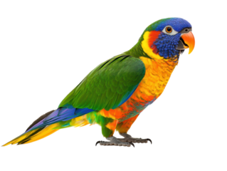 Isolated Colorful Rainbow Lorikeet Bird