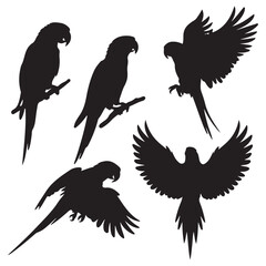 Vector parrot silhouettes of amazon jungle isolated on white background