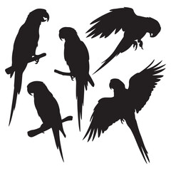 Vector parrot silhouettes of amazon jungle isolated on white background