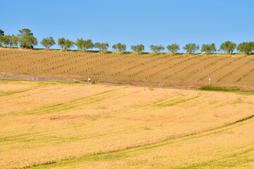 Campagna